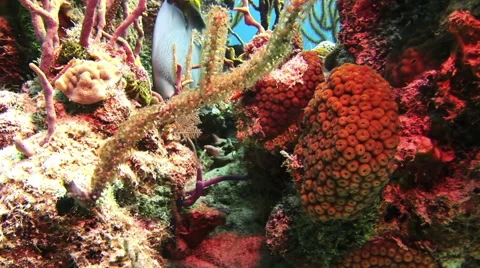 Underwater Coral Reef and Tropical Fish in Bahamas Stock Footage 59174362