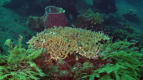 Underwater coral reef of Bali is teeming with mesmerizing variety of fish. Stock Footage 244569469