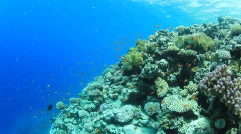 Underwater Coral Reef Stock Footage 22694591