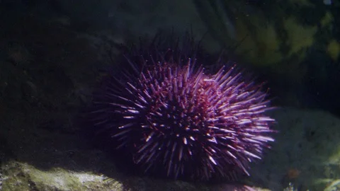 Underwater coral reef Stock Footage 93528923