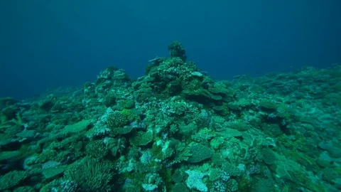 Underwater coral reef, light rays through surface, RED 4k Stockbeeldmateriaal 124881063