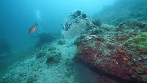Underwater coral reef polyps surrounded by fishes in sea Stock Footage 245545981