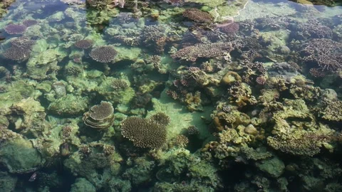 Underwater Coral Reef Scenery Loop in Karimunjawa Stock Footage 310983336