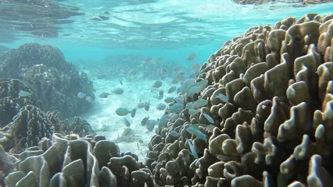 Underwater coral reef school of fish turquoise water Maldives HD horizontal Stock Footage 342345552
