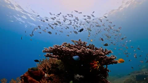 Underwater coral reef teeming with diverse fish species, sunlight filtering.. Stock Footage 301033368