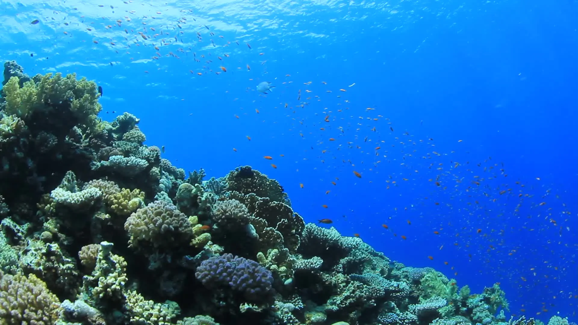 underwater coral reef tropical fish footage 023226465_prevstill