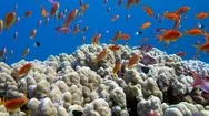 Underwater Coral Reef With Tropical Fish In Ocean Stock Footage