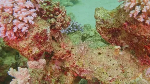 Underwater Coral Scene Featuring Soft Corals in Tropical Marine Environment Video stock 311937512