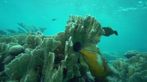 Underwater coral sideway motion Stock Footage 75248519