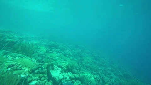 Underwater coral sideway motion Stock Footage 75248537