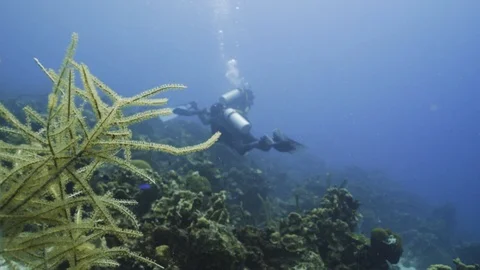 Underwater Corals with Divers in the Background Video stock 91779695