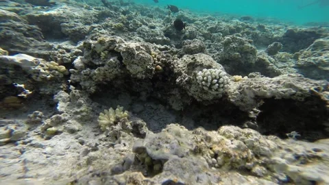 Underwater Corals Stock Footage 147494833