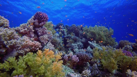 Underwater Corals Reef Fish Stock Footage 330942865
