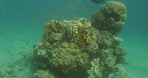 Underwater corals rock  4K Stockbeeldmateriaal 49860200