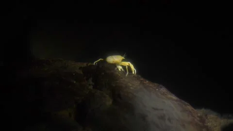 UNDERWATER CRAB Stock Footage 306622424