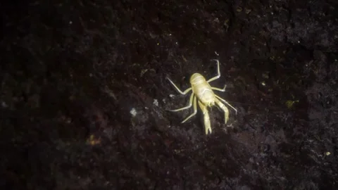 UNDERWATER CRAB Stock Footage 306622428