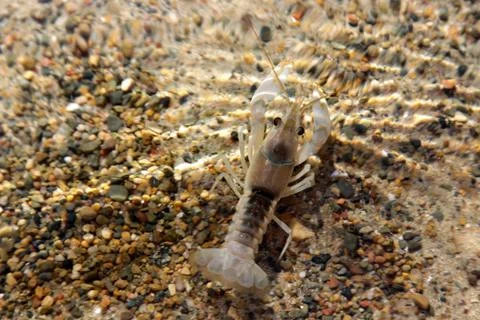 Underwater Crayfish Stock Photos