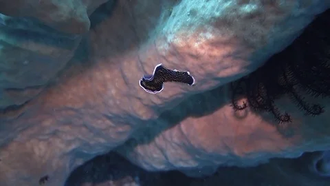 Underwater creature Dancing Nudibranch. Stock Footage 78081356