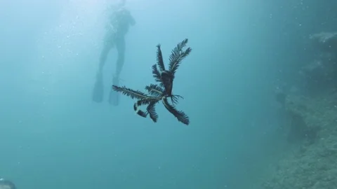 Underwater Creature 動画素材 77707847