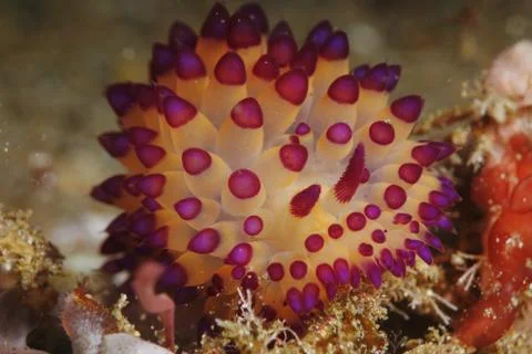 Underwater creature Nudibranch. Stock Photos
