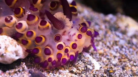 Underwater creature Nudibranch. Stock Photos