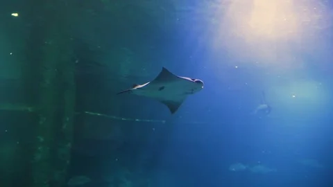This underwater creature is a stingray, characterized by its flat, kite-sha.. Video stock 338027085