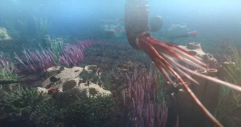 Underwater creatures ammonite, baculites ancient ocean Vidéo 245212918