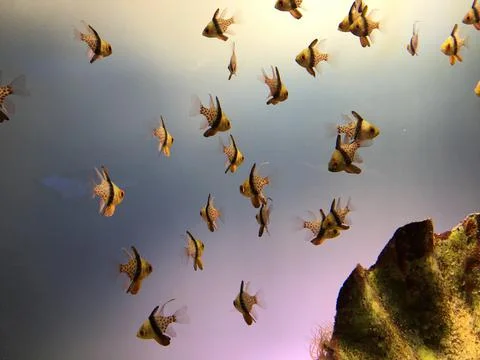 Underwater creatures Stock Photos