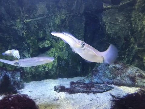 Underwater creatures Stock Photos