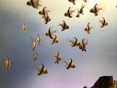 Underwater creatures Stock Photos