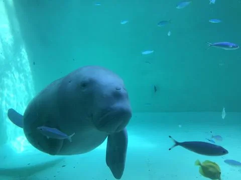 Underwater creatures Stock Photos