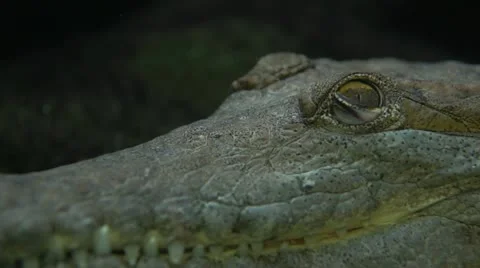 Underwater crocodile Video stock 21144244
