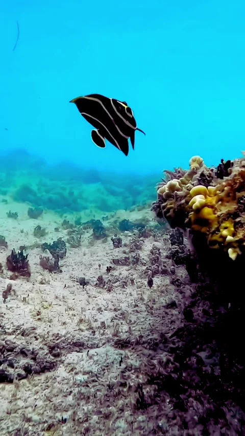Underwater cuttlefish gracefully swims over seaweed bed in clear ocean water Stock Footage 320331270