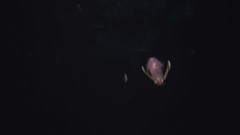 Underwater cuttlefish in Red Sea. Stock Footage 233052610