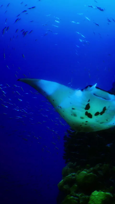 Underwater dance of manta rays and vibrant fish in coral reef paradise Video stock 340079139