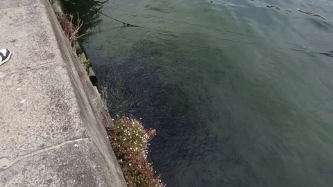 Underwater Dance of Thousands of Fish Stock Footage 287481598