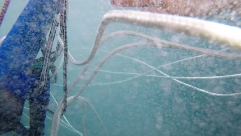 Underwater danger - hooked to the ropes 스톡 동영상 79072217