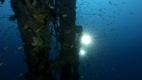 Underwater in the deep blu Stock Footage 81706152