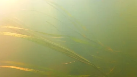 Underwater Dirty River Environment; Moving Algae Stock Footage 104255698