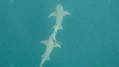 Underwater Discoveries That Cannot be Explained Stock Footage 199767747