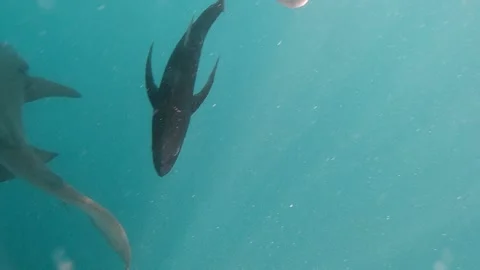 Underwater Discoveries That Cannot be Explained Stock Footage 199767838