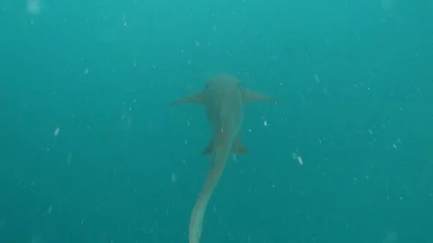 Underwater Discoveries That Cannot be Explained Stock Footage 199776643