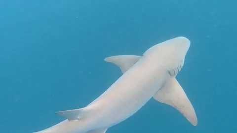 Underwater Discoveries That Cannot be Explained Stock Footage 199790013