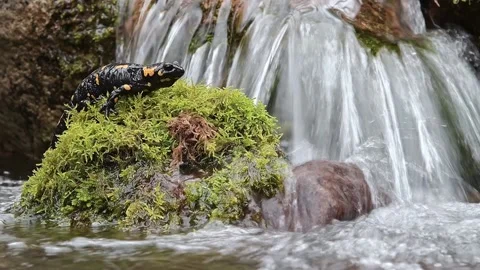 Underwater, the dive of fire salamander (Salamandra salamandra) Stock Footage 237854968