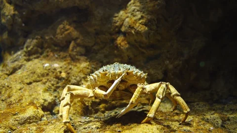 Underwater dive view of active sea crab Stock Footage 119327748