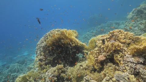 Underwater divers view of stunning corals pinnacles and exotic fish Stock Footage 252777920