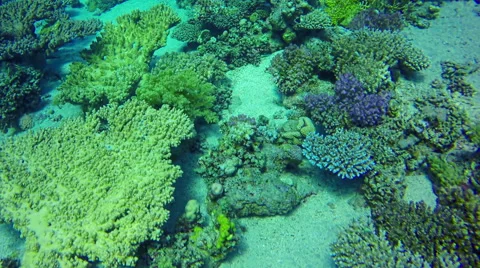 Underwater diving in corals in Red Sea. Dahab. Egypt. 4k video. Closeup corals Stock Footage 65396270