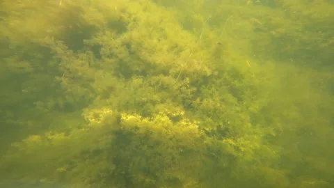 Underwater Diving POV getting lost in a confusing maze of Muskgrass Chara Stock Footage 146997536