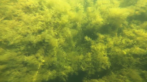 Underwater Diving POV getting lost in a confusing maze of Muskgrass Chara Stock Footage 147000295