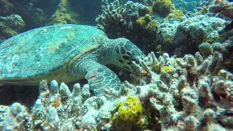 Underwater diving with sea turtle on the reef of the Maldivian archipelago. Stock Footage 96377831